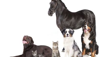 Hundehalterhaftpflichtversicherungen & Pferdehalterhaftpflichtversicherungen im Vergleich