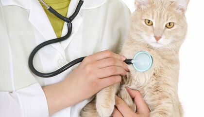 Katzenkrankenversicherungen im Vergleich in Dresden