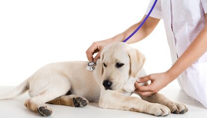 Hundekrankenversicherungen im Vergleich in Dresden