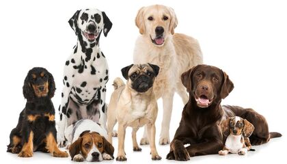 Hundehalterhaftpflichtversicherungen im Vergleich